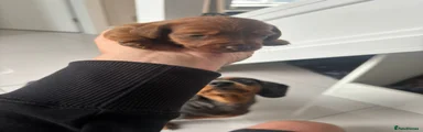 Doxiepoo 2
