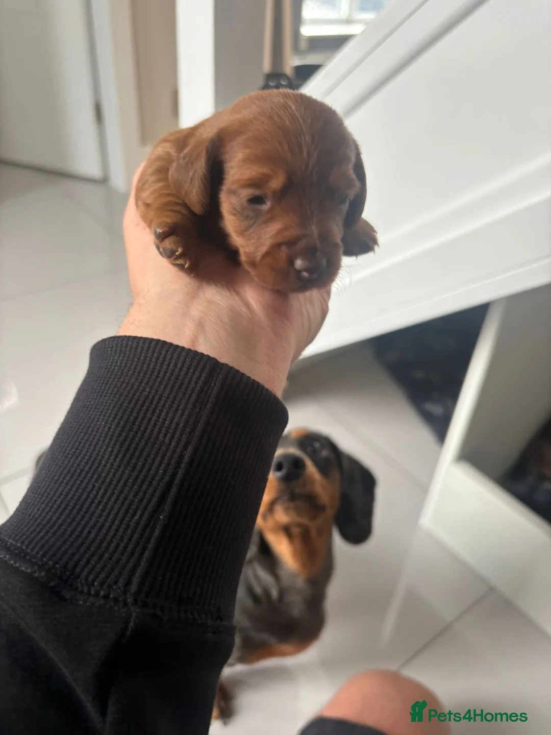 Doxiepoo dogs for sale: Doxipoo  - Advert 2