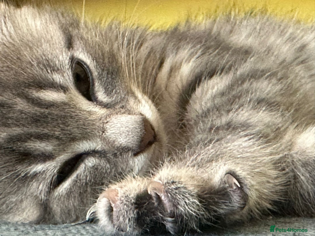 British Shorthair cats for sale: British Shorthair x - Image 10