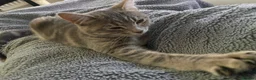 Mixed Breed cats for sale: Beautiful Girl looking for forever home - Advert 3