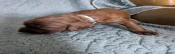 Irish Setter dogs for sale: Irish setter Puppies - Advert 9