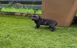 Staffordshire Bull Terrier dogs for sale: Staffordshire bull terrier pups - Image 2