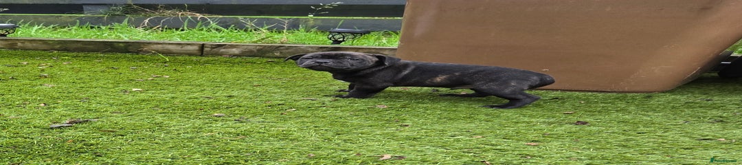 Staffordshire Bull Terrier Puppy 1