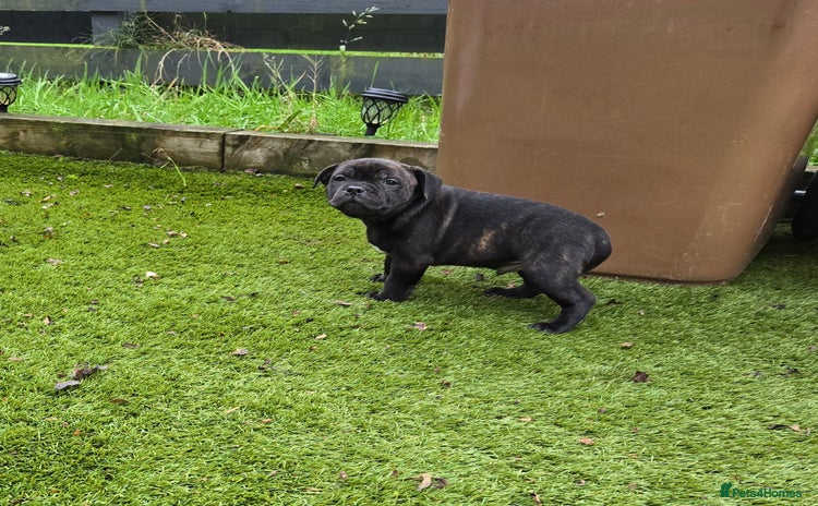 Staffordshire Bull Terrier dogs - Advert 1