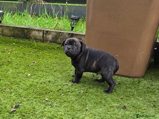 Staffordshire Bull Terrier dogs - Advert 2