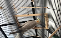 Cockatiels birds for sale: Cockatiel  - Image 3