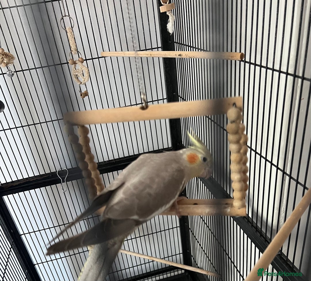 Cockatiels birds for sale: Cockatiel  - Image 3