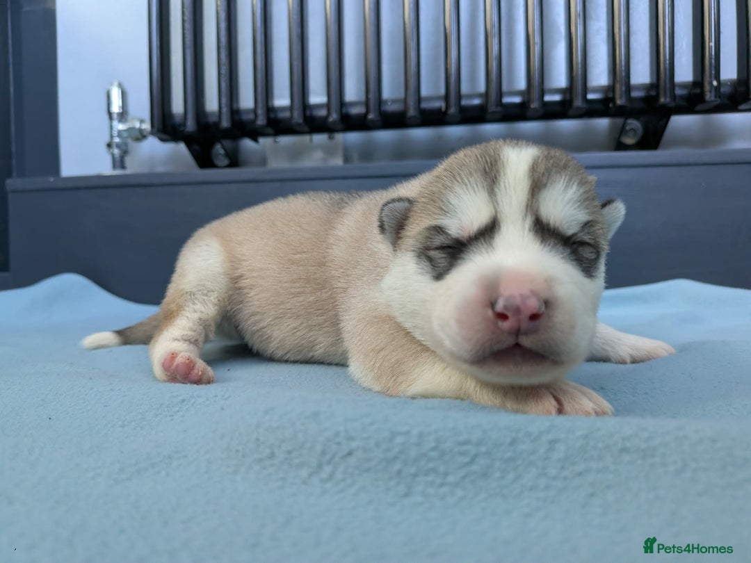 Siberian Husky dogs for sale: 6 beautiful Siberian Huskies - Advert 3