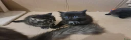 Mixed Breed cats for sale: 2 brother kittens for sale - Advert 12