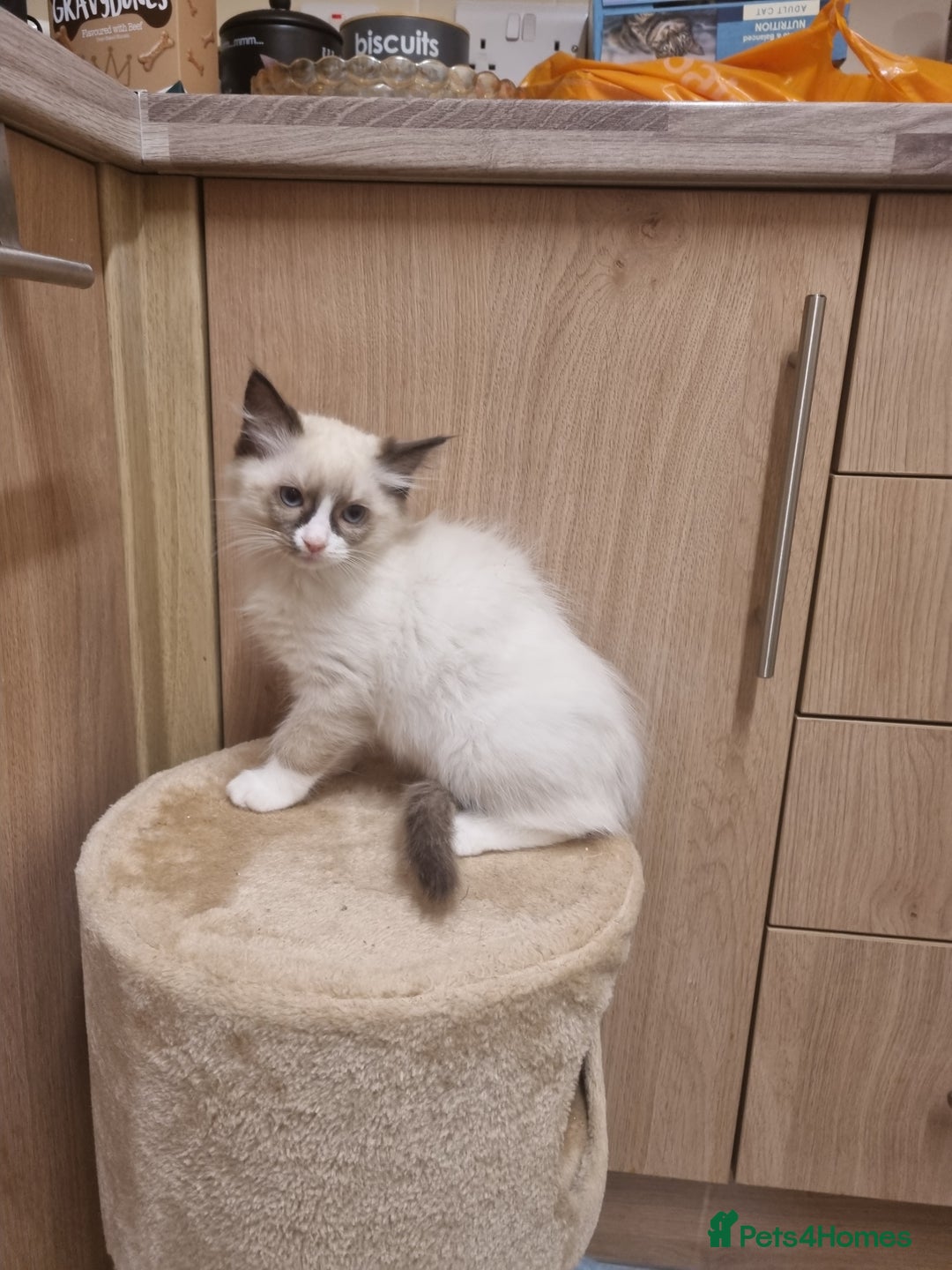 Ragdoll cats for sale: Ragdoll Bicollor kitten - Image 6