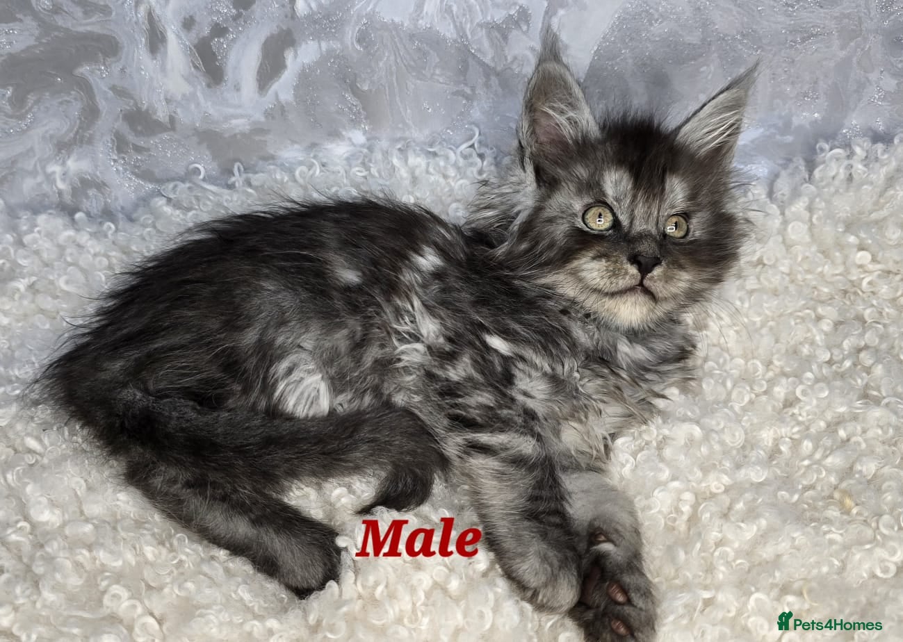 Maine Coon cats TICA KING SIZE MAINE COON CUBS - Advert 2