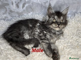 Maine Coon cats TICA KING SIZE MAINE COON CUBS - Advert 17