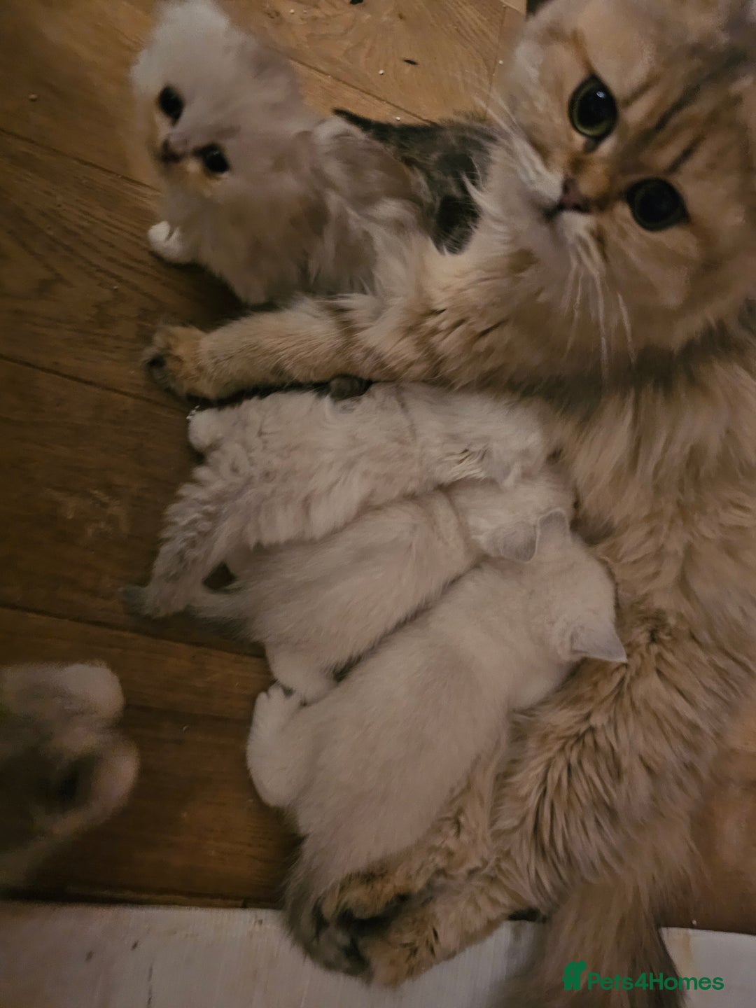 Scottish Fold cats for sale: Stunning scottish folds - Advert 6