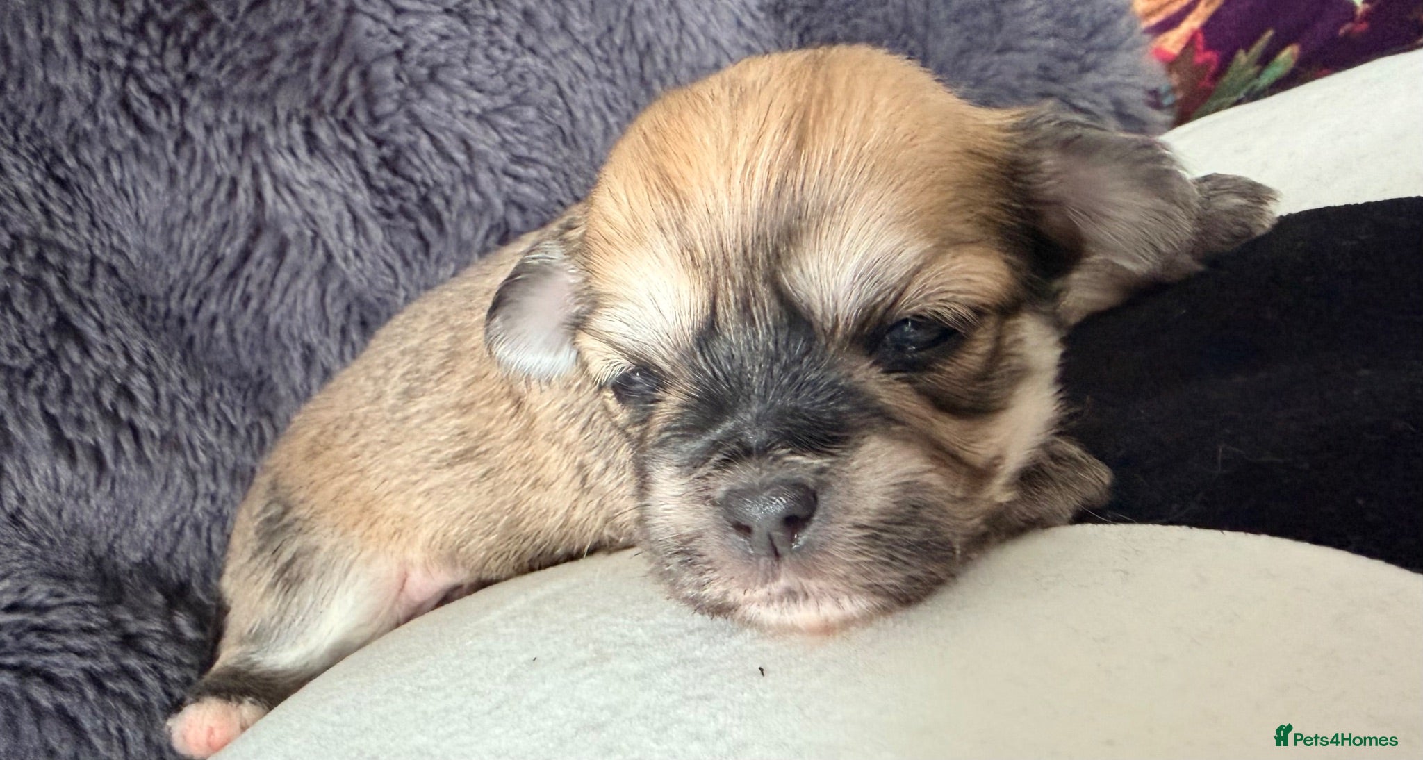 Mixed Breed dogs Malchi puppies - Advert 1