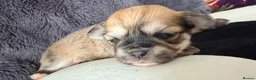 Mixed Breed dogs for sale: Malchi puppies - Advert 1