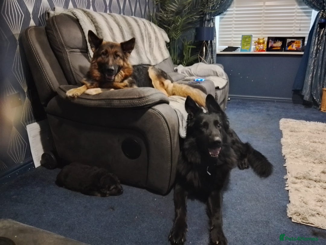 German Shepherd dogs for sale: German Shepherd Puppy's  - Advert 10