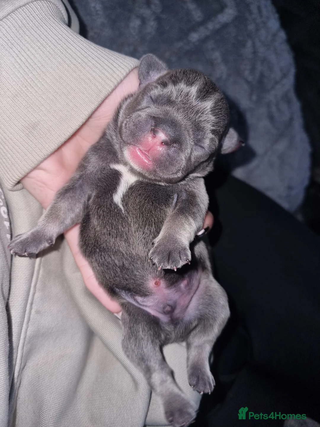 French Bulldog dogs for sale: 3 gorgeous french bulldog puppies - Advert 2