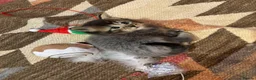 Mixed Breed cats for sale: Kittens in Bury Saint Edmunds - Advert 8