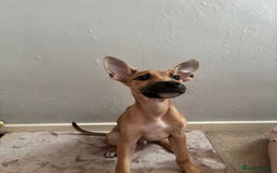 Mixed Breed dogs for sale: 3 puppies for sale - Image 16