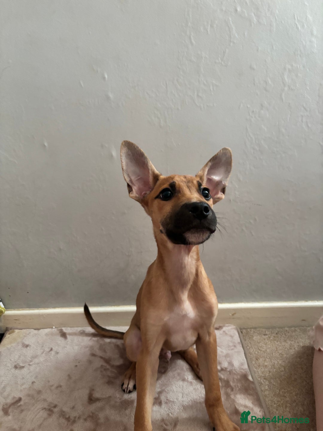 Mixed Breed dogs for sale: 3 puppies for sale - Image 16