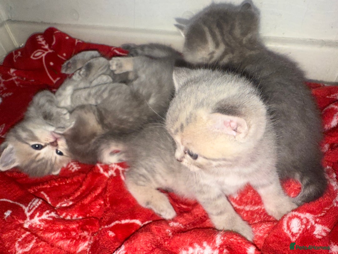 Scottish Fold cats for sale: Beautiful Scottish straight cross British shorts😍 - Image 21