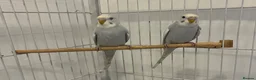 Budgerigars birds for sale: Baby Budgies - Advert 5