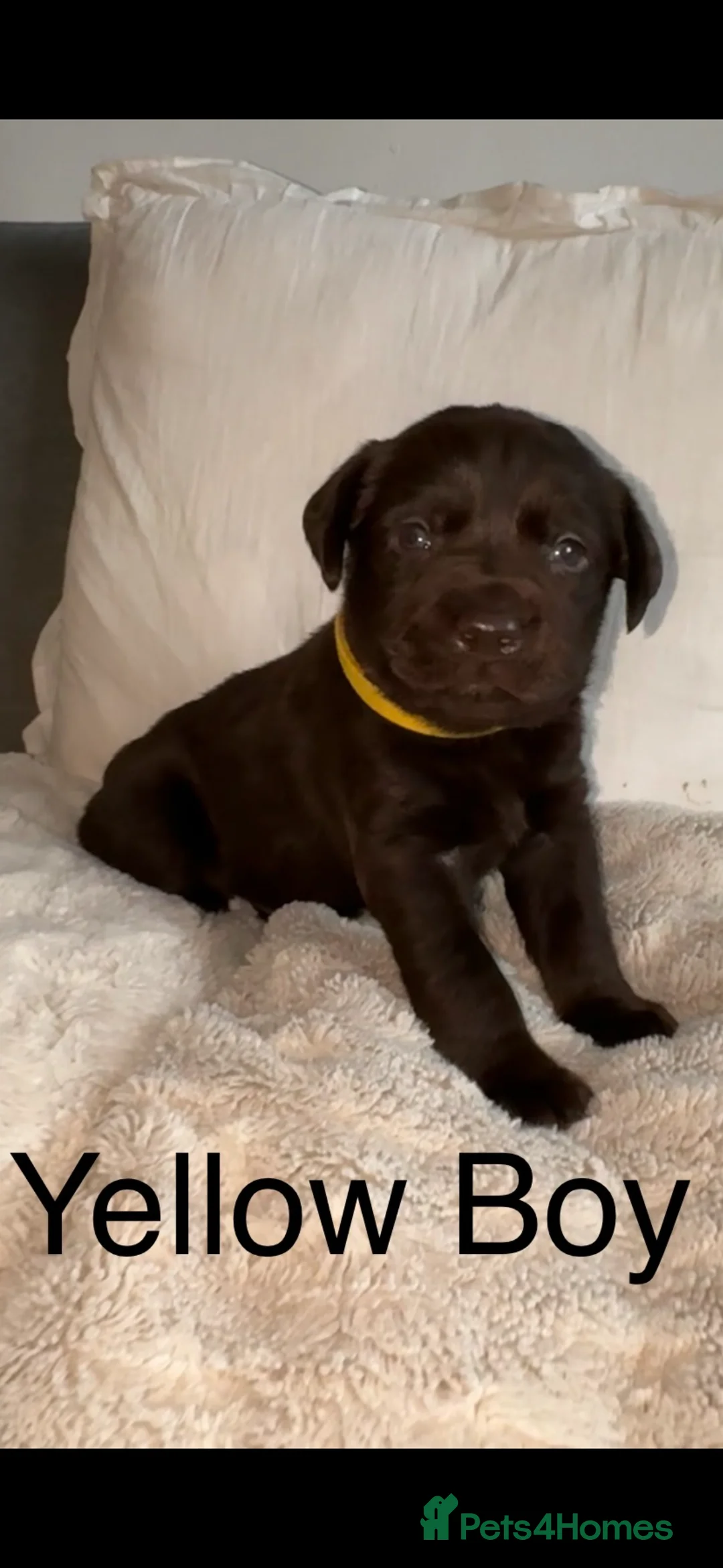 Labrador Retriever dogs for sale: Stunning chocolate Labrador puppies  - Advert 18