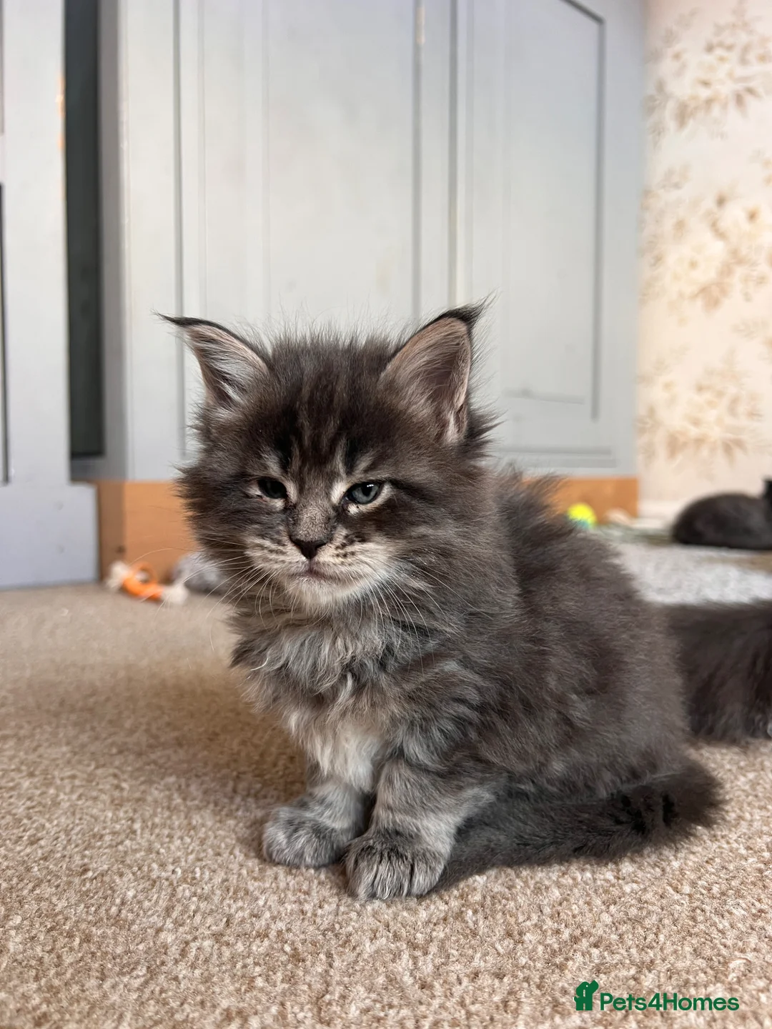 Maine Coon cats for sale: Maine coon kittens - Advert 15