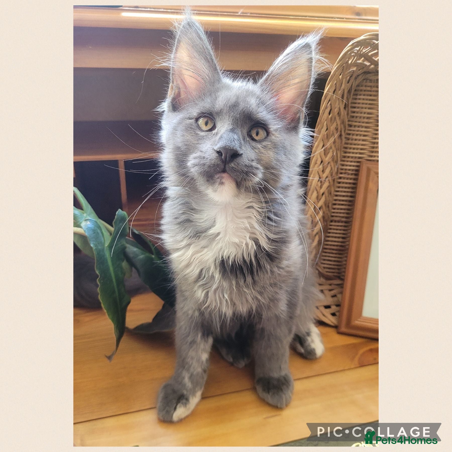 Maine Coon cats 🤍🐈‍⬛GORGEOUS 15 WEEK OLD MAINE COON KITTEN🐈‍⬛🤍 - Advert 1