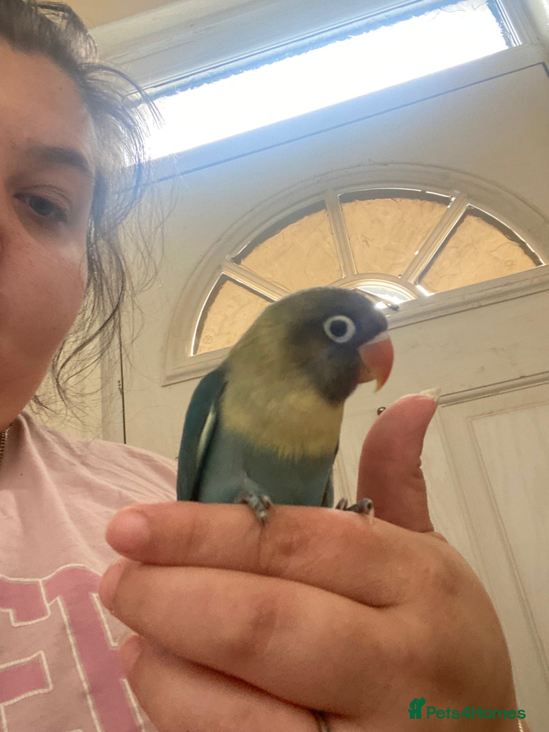 Lovebirds birds for sale: 4 year old female and 6 week old baby  - Image 4