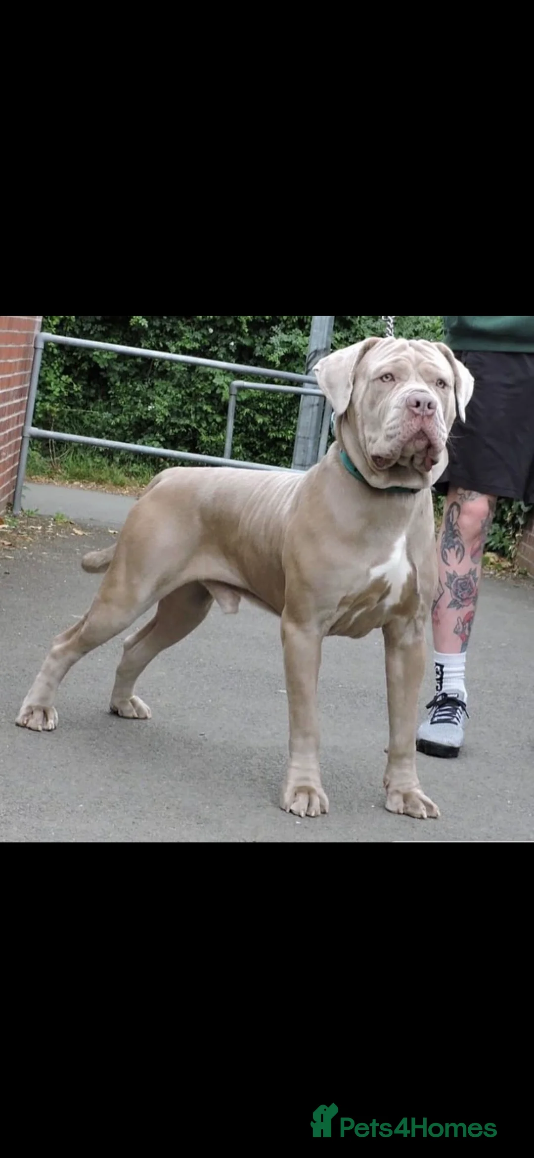 Mixed Breed dogs for sale: Presa X Neo puppies R2G! last available female  - Advert 26