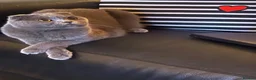 Scottish Fold cats for sale: Scottish Fold for rehoming - Advert 3