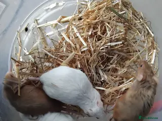 Mouse rodents Fancy mice , gorgeous colours - Advert 7