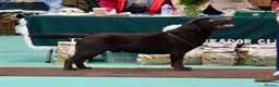 Labrador Retriever dogs for sale: KC reg Black and Chocolate Labrador Puppies - Advert 4