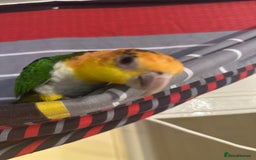 Parakeets birds for sale: Male and Female Caiques - Image 7
