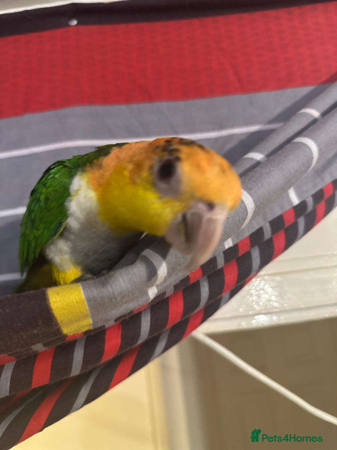 Parakeets birds for sale: Male and Female Caiques - Image 7