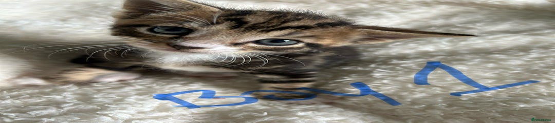 Domestic Shorthair Kitten 1