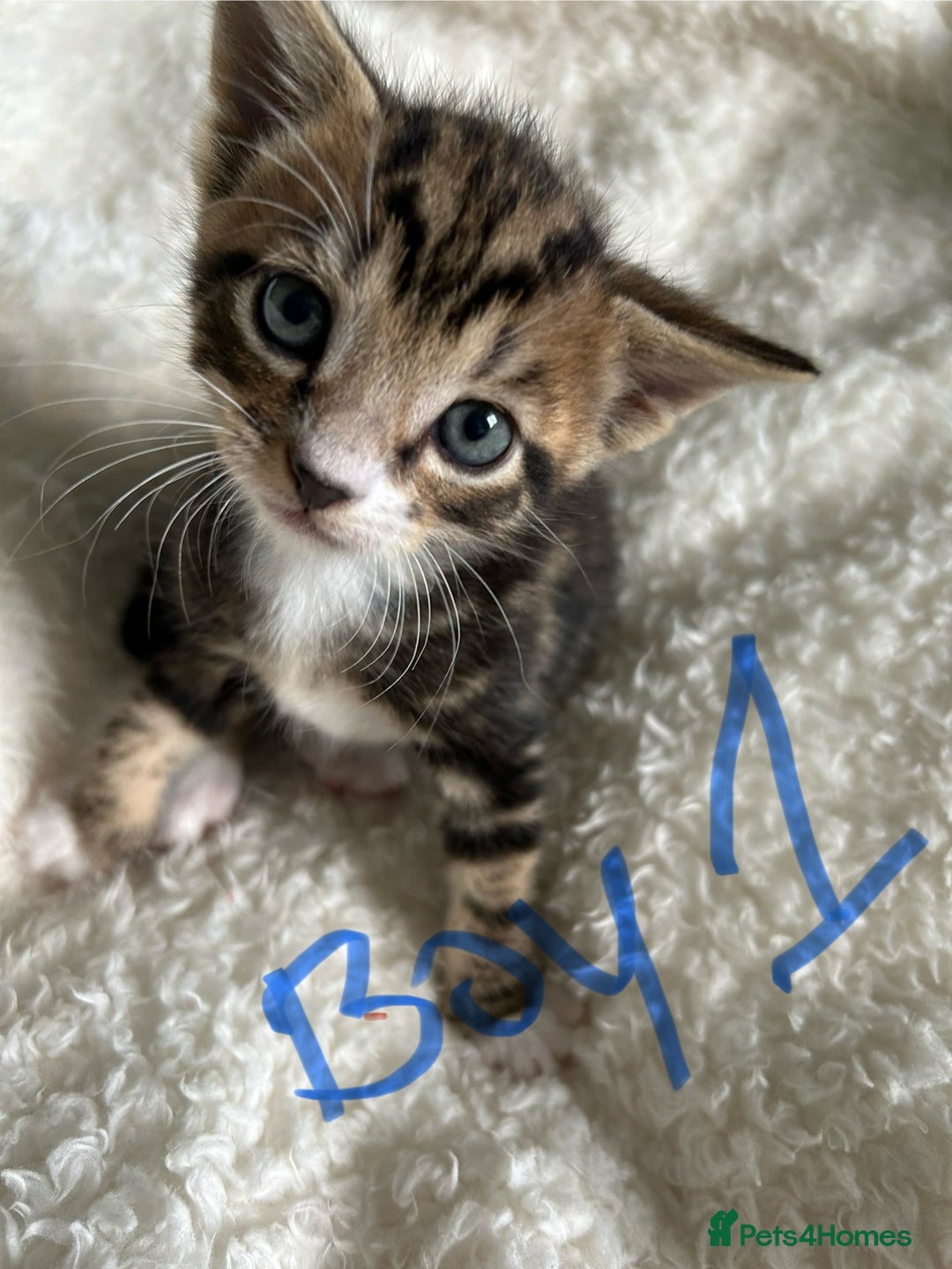 Domestic Shorthair cats for sale: Domestic beautiful kittens  - Image 5