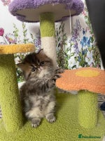Persian cats - Advert 7