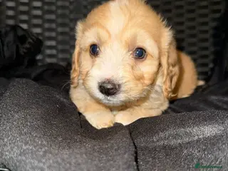 Cockapoo dogs Adorable puppies - Advert 6