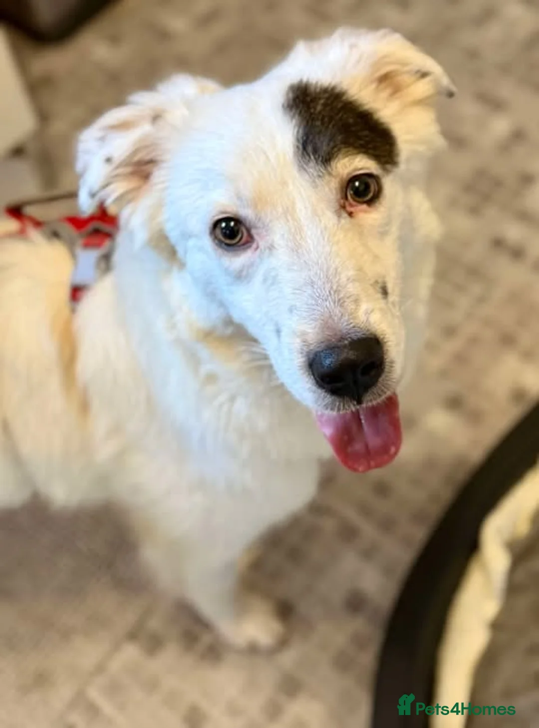 Mixed Breed dogs for adoption: Handsome Albie in Bordon - Advert 1