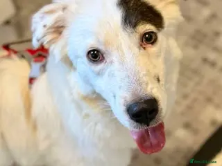 Mixed Breed dogs Handsome Albie - Advert 1