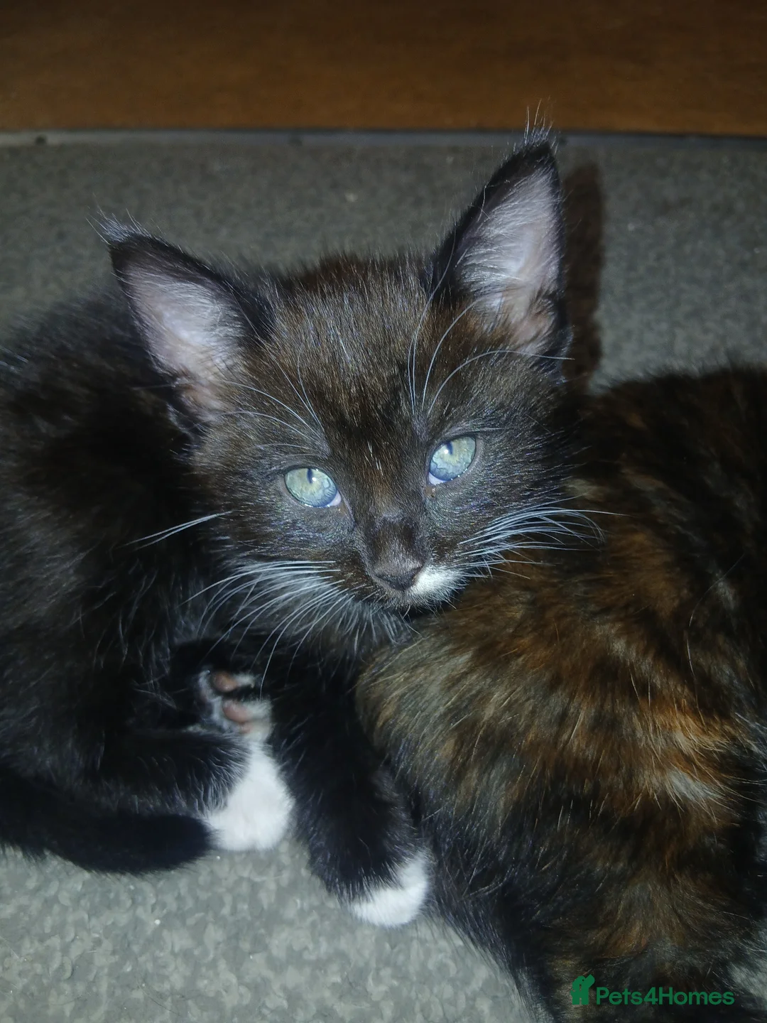 British Shorthair cats for sale: Kitten for sale  - Advert 1