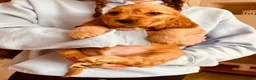 Cocker Spaniel dogs for sale: Top Quality Show cocker pups - Advert 15