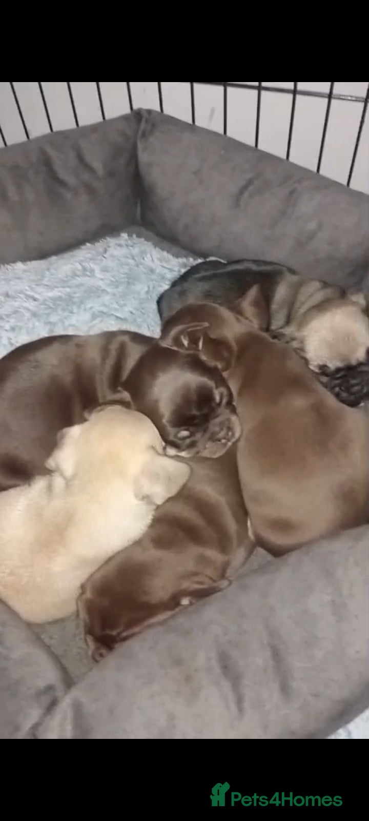 French Bulldog dogs Frenchies  - Advert 2