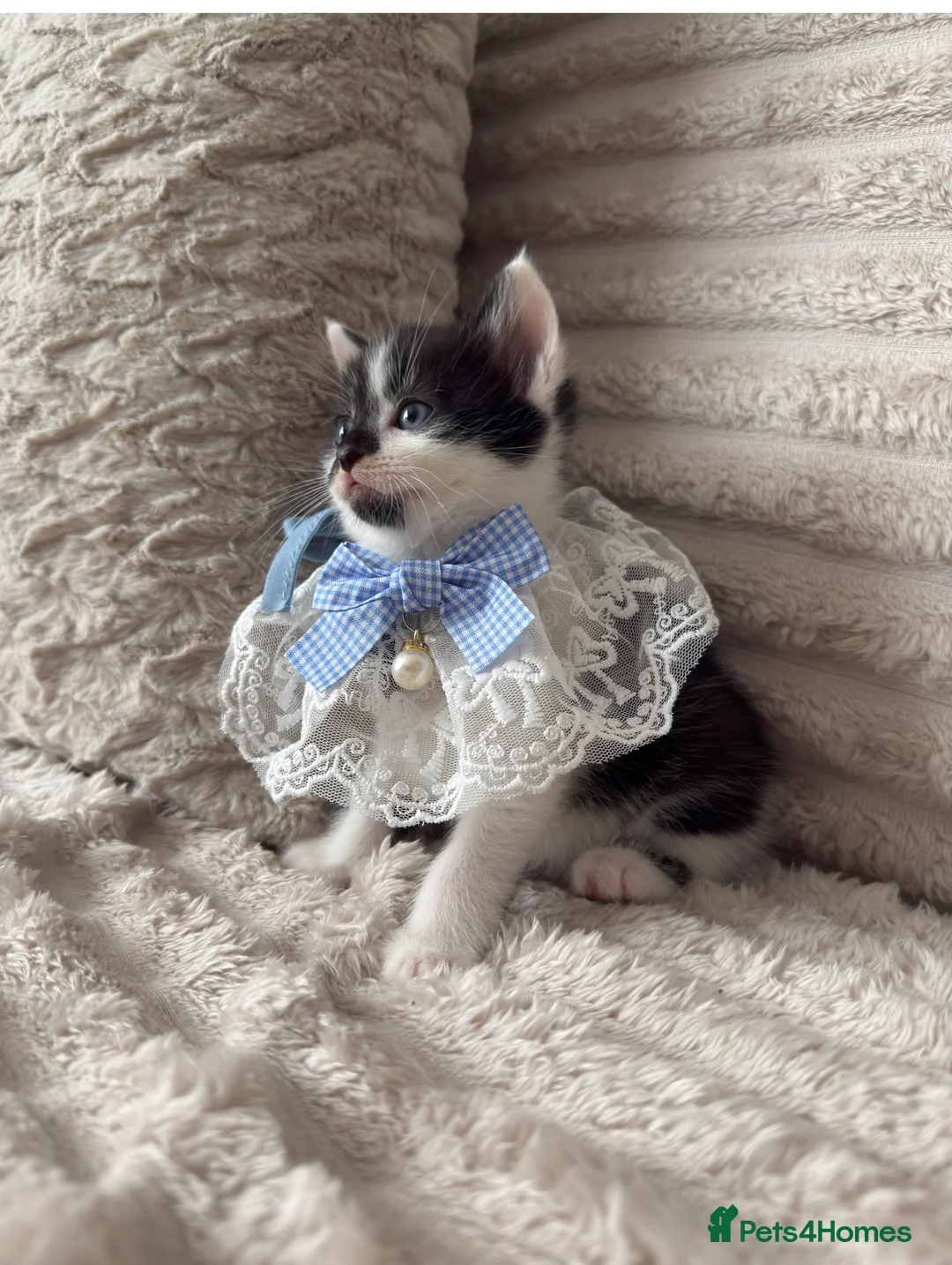 Mixed Breed cats for sale: Sweet kittens are looking for a new home. - Advert 11