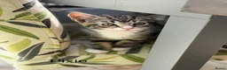 Mixed Breed cats for sale: Half Russian Blue kittens - Advert 3