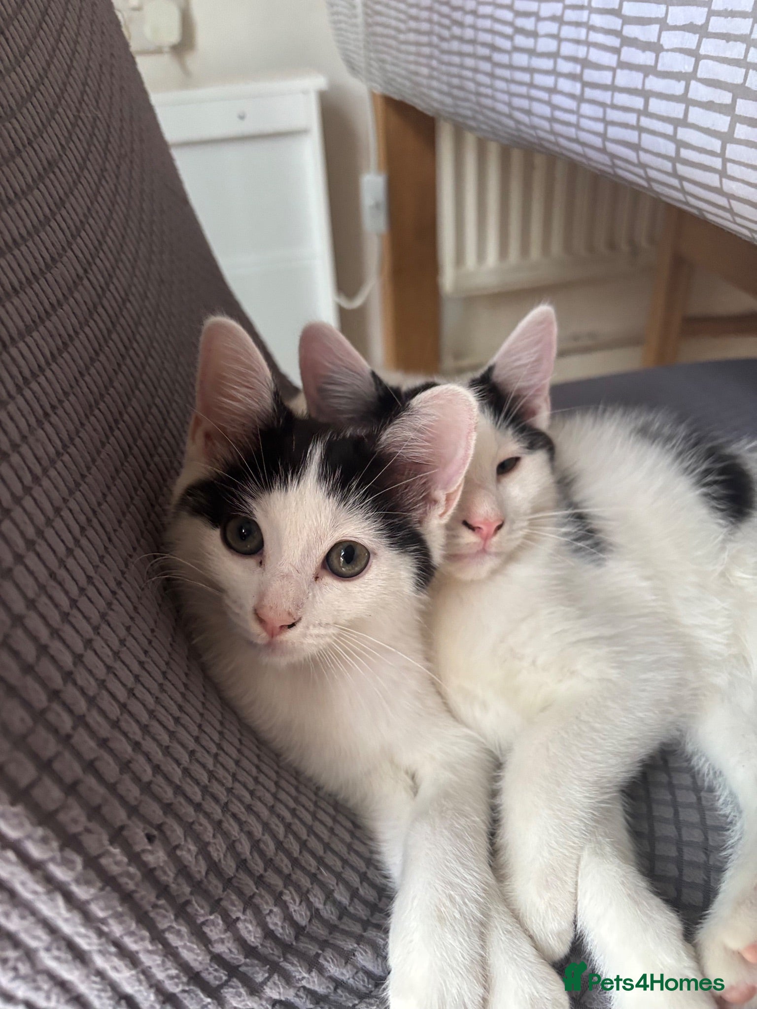 Mixed Breed cats 2 LEFT!! Beautiful Ragdoll mixed kittens - Advert 3