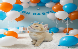 Scottish Fold cats for sale: Bundle of 11 Scottish fold Straight Ears Kittens - Image 15