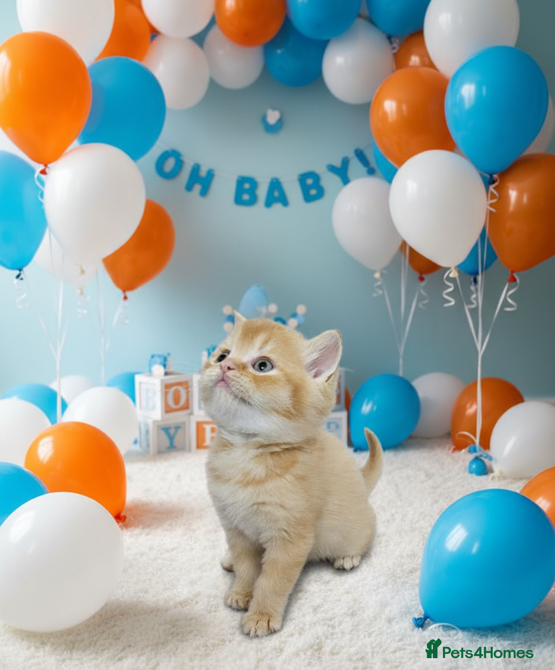 Scottish Fold cats for sale: Bundle of 11 Scottish fold Straight Ears Kittens - Image 15